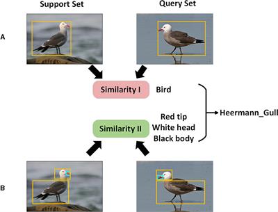 Feature fusion network based on few-shot fine-grained classification